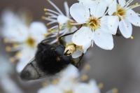 Criorhina ranunculi