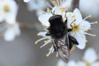 Criorhina ranunculi