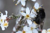 Criorhina ranunculi