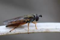Platycheirus fulviventris
