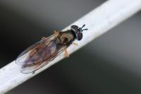 Platycheirus fulviventris