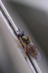 Platycheirus fulviventris