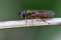 Platycheirus fulviventris