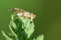 Campiglossa bidentis