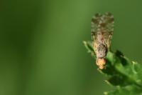 Campiglossa bidentis