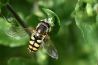 Eupeodes corollae