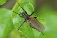 Empis tessellata