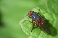 Brachyopa scutellaris