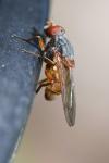 Brachyopa scutellaris