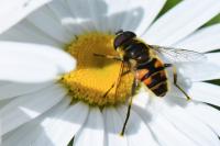 Myathropa florea