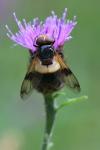 Volucella pellucens