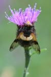 Volucella pellucens
