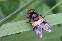 Volucella pellucens