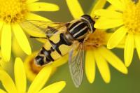 Helophilus trivittatus