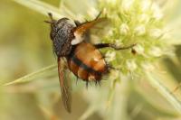 Phryxe magnicornis