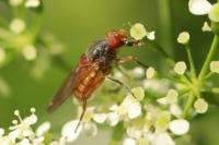 Brachyopa scutellaris