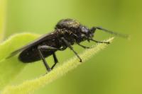Bibio marci