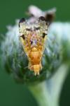 Xyphosia miliaria