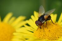 Elomya lateralis