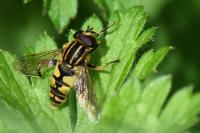 Helophilus pendulus