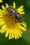 Eristalinus aeneus