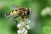 Helophilus trivittatus