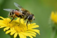Eristalis arbustorum