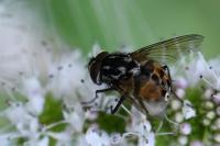 Graphomya maculata