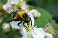 Volucella bombylans