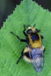 Volucella bombylans