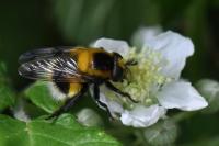Volucella bombylans