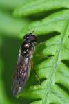 Melanostoma scalare