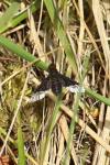 Hemipenthes morio