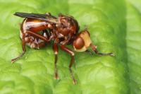 Sicus ferrugineus