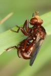 Sicus ferrugineus