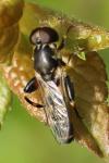 Syritta pipiens