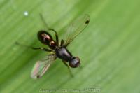 Sepsis fulgens