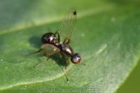 Sepsis fulgens