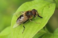 Eristalis pertinax
