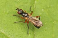 Cordilura albilabris