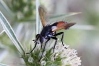 Cylindromyia brassicaria