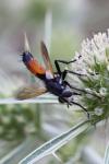 Cylindromyia brassicaria