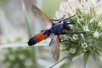 Cylindromyia brassicaria