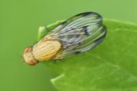 Minettia inusta