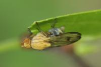 Minettia inusta