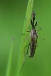 Aedes geniculatus