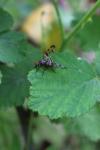 Otites porcus