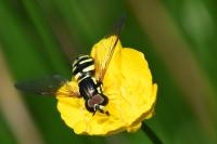 Chrysotoxum elegans