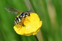 Chrysotoxum elegans