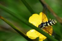 Chrysotoxum elegans